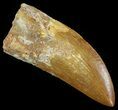 Serrated Carcharodontosaurus Tooth - Large Tooth #52460-1